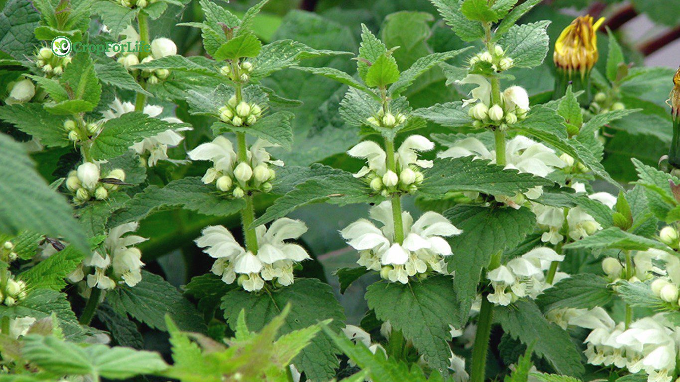 dicots
