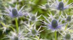 drought resistant plants