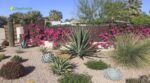 Drought Tolerant Plants