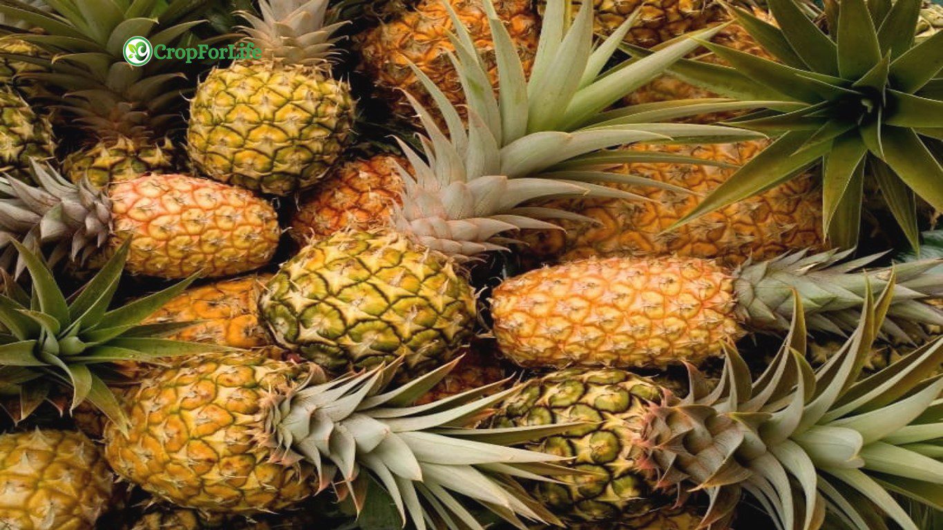 Multiple Fruits