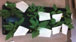 Systemic Herbicides: Also Known as Translocated herbicides