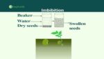 imbibition