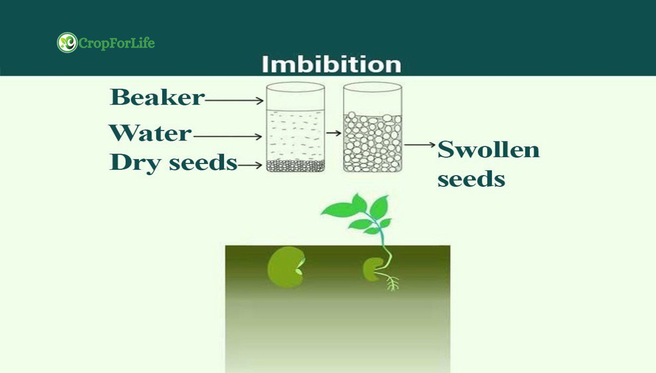 imbibition