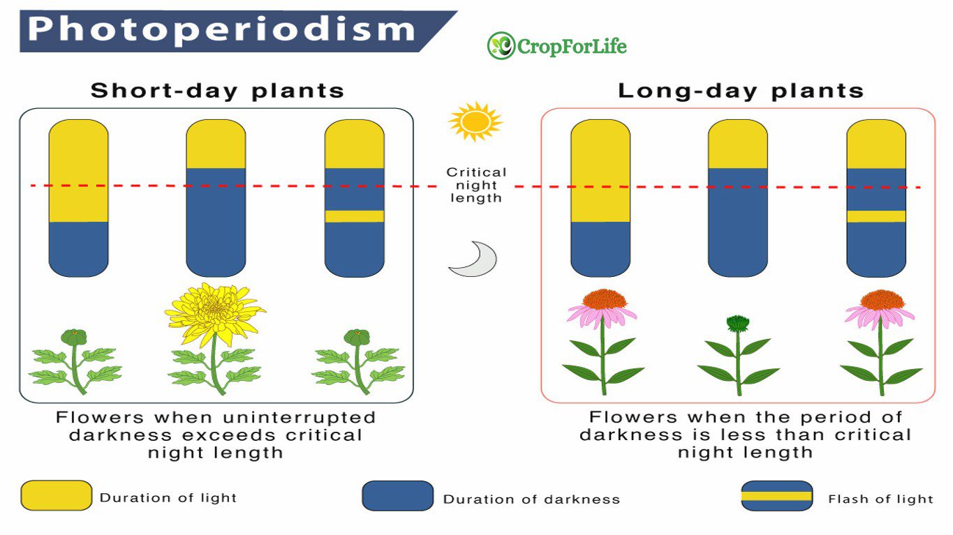 photoperiodism
