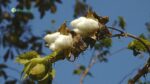 Fiber Crops
