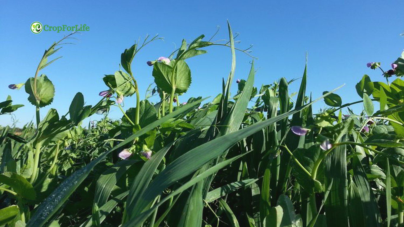 Forage Crops
