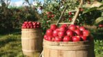 fruit farming