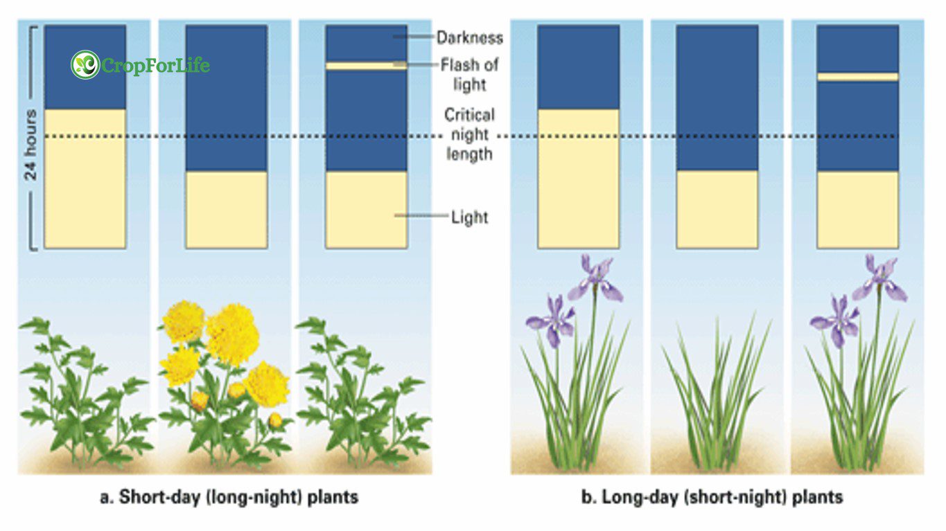 Long Day Plants