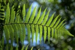 Ancient Ferns Uncover A Hidden ‘Stress Memory’ That Let Plants Survive Drought