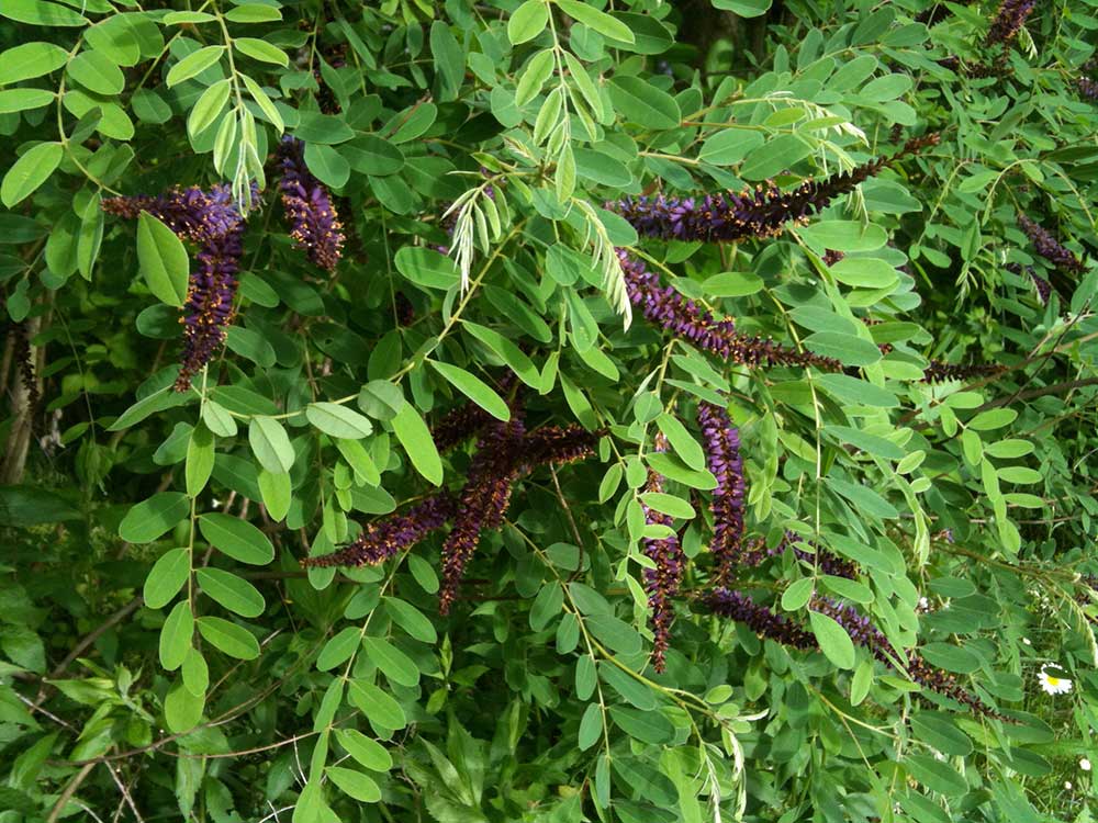 Aridity Emerges as Key Driver of Nitrogen-Fixing Plant Diversity and Survival