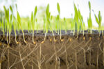 Barley Root Angle Mutation Holds Key To Drought Resistant Cereals