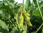 Bioengineered Soybeans Boost Crop Yields by Optimizing Photosynthesis