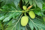 Breadfruit Cultivation Offers Hope to Combat Global Food Insecurity