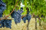 California Vineyards Gain Genetic Weapon Against Deadly Grapevine Killer