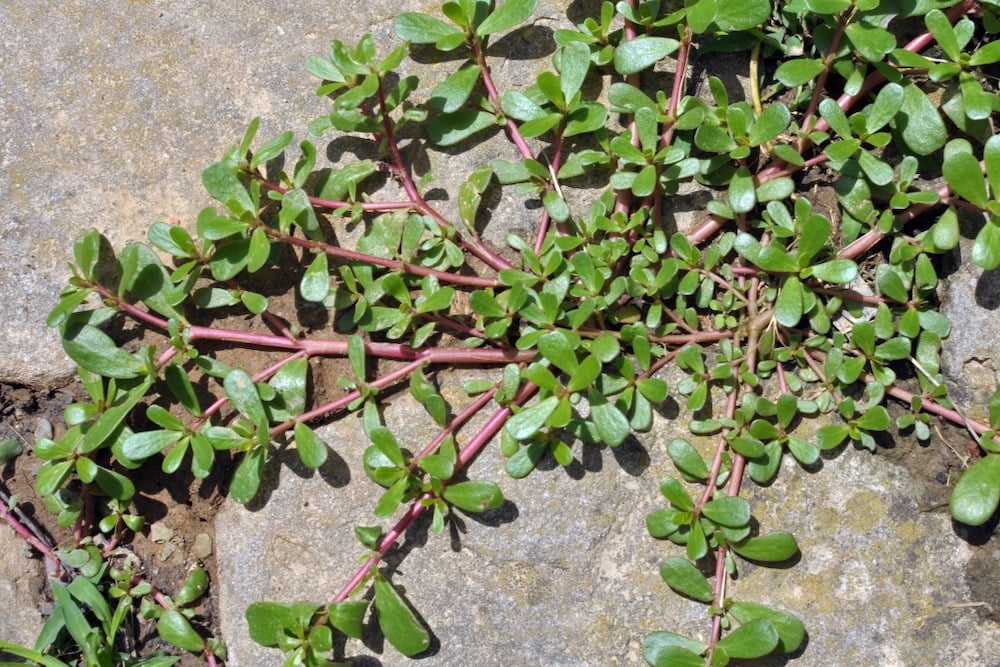 Common Weed Wisdom Purslane Teaches Drought Proof Agriculture