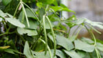 Cowpea’s Microbial Partnership Is A Win for Soil Health