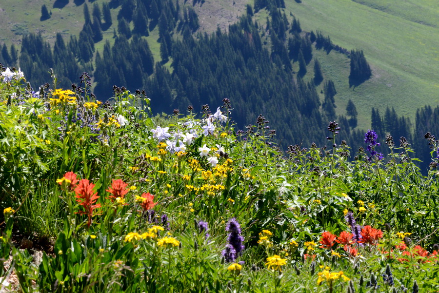 How Angiosperm Plants Sense Oxygen to Survive Mountain Extremes