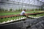 How Aquaponics is Changing Commercial Food Production Sustainably