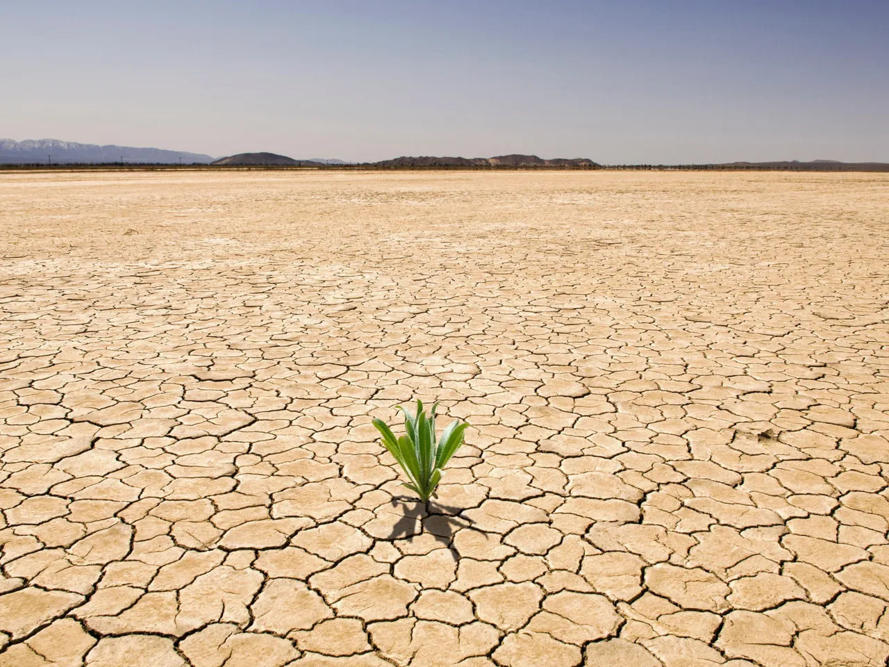 How Past Droughts Teach Plants to Work Together In Grasslands