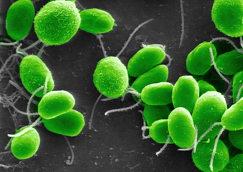 How Tiny Chlamydomonas Could Transform Agriculture and Biomedicine