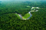 New Study Reveals How Trees Prioritize Water Use Over Downstream Needs