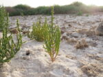 Plants use twisting roots to avoid too much salt in the soil