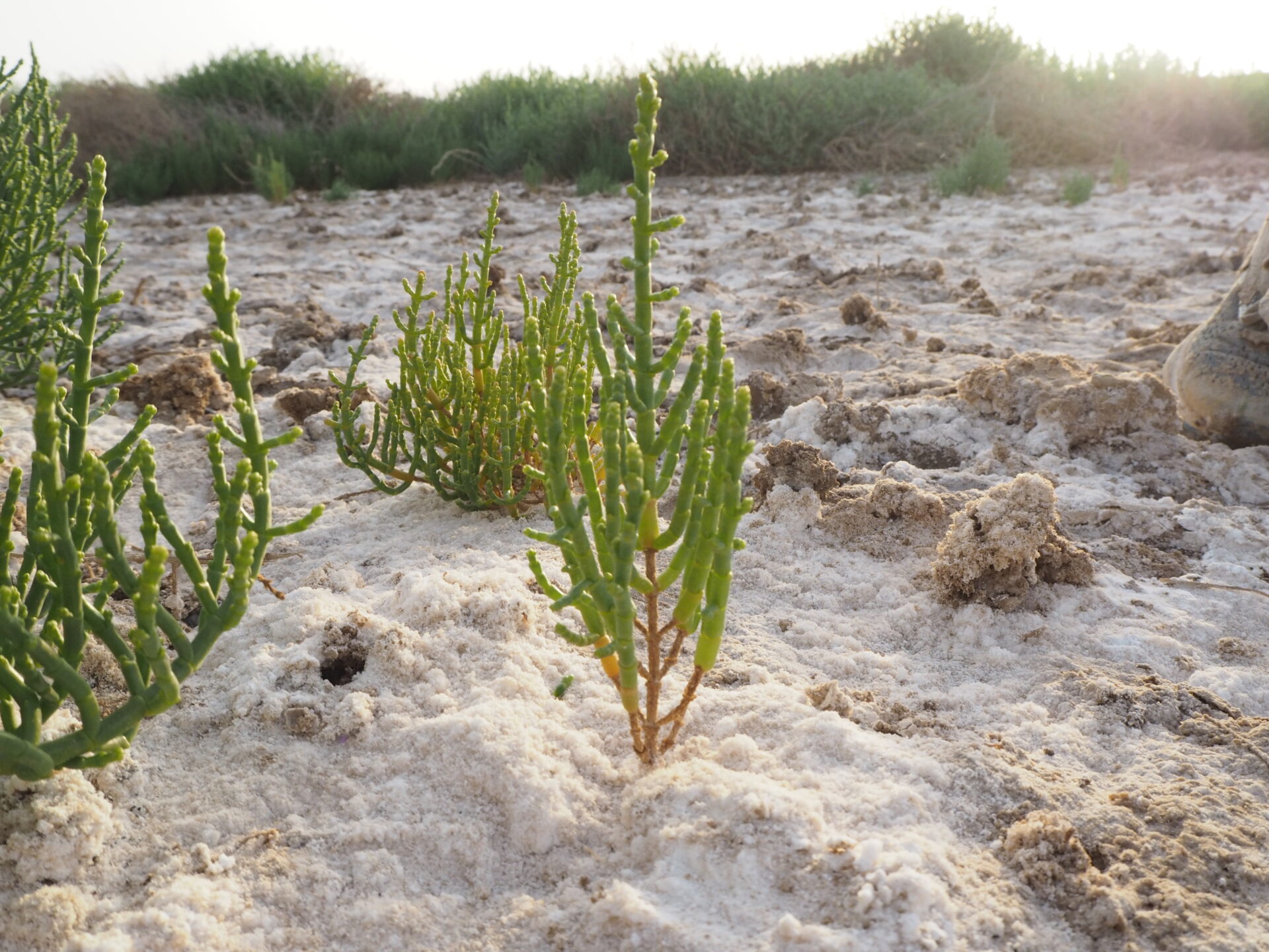 Plants use twisting roots to avoid too much salt in the soil