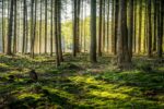 Sacrificing Old Boreal Forests for Profit Is Rewriting Earth's Ecosystems
