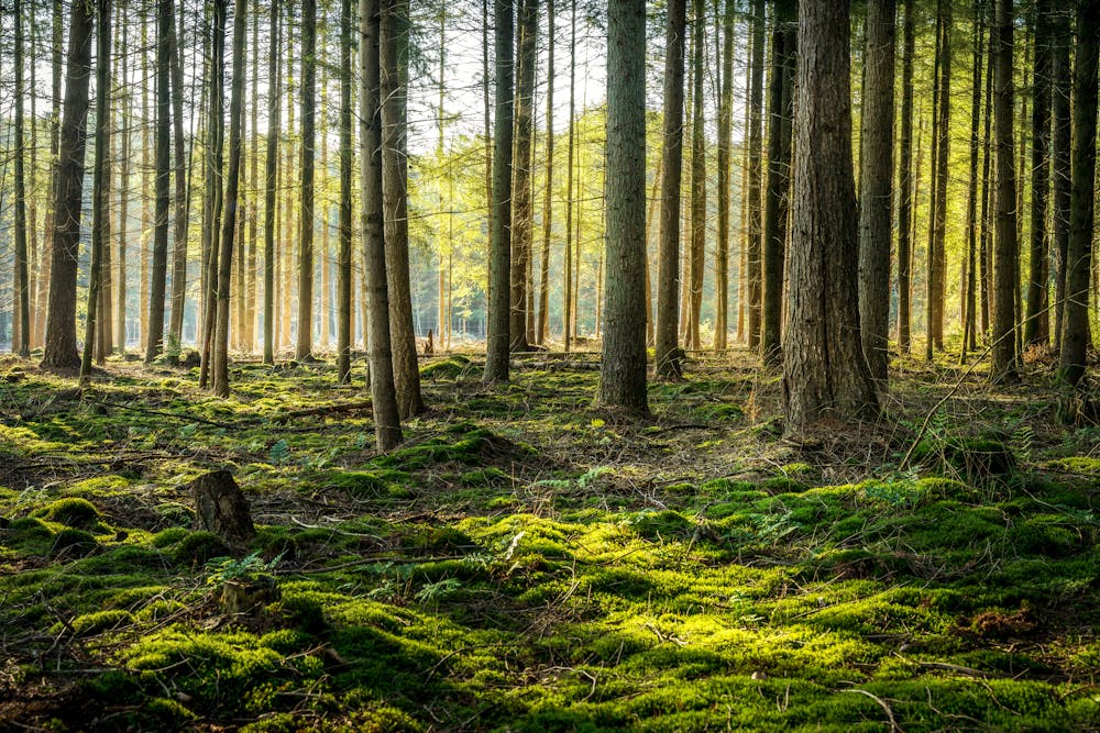 Sacrificing Old Boreal Forests for Profit Is Rewriting Earth's Ecosystems