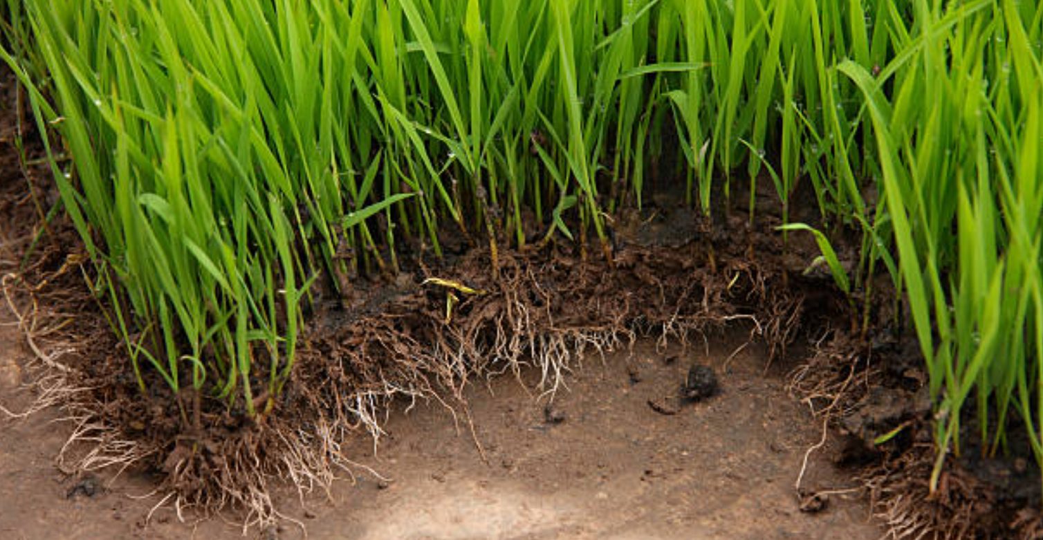 The Hidden Genetic Switch That Lets Rice Roots Adapt to Drought