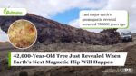 42,000-Year-Old Tree Just Revealed When Earth’s Next Magnetic Flip Will Happen