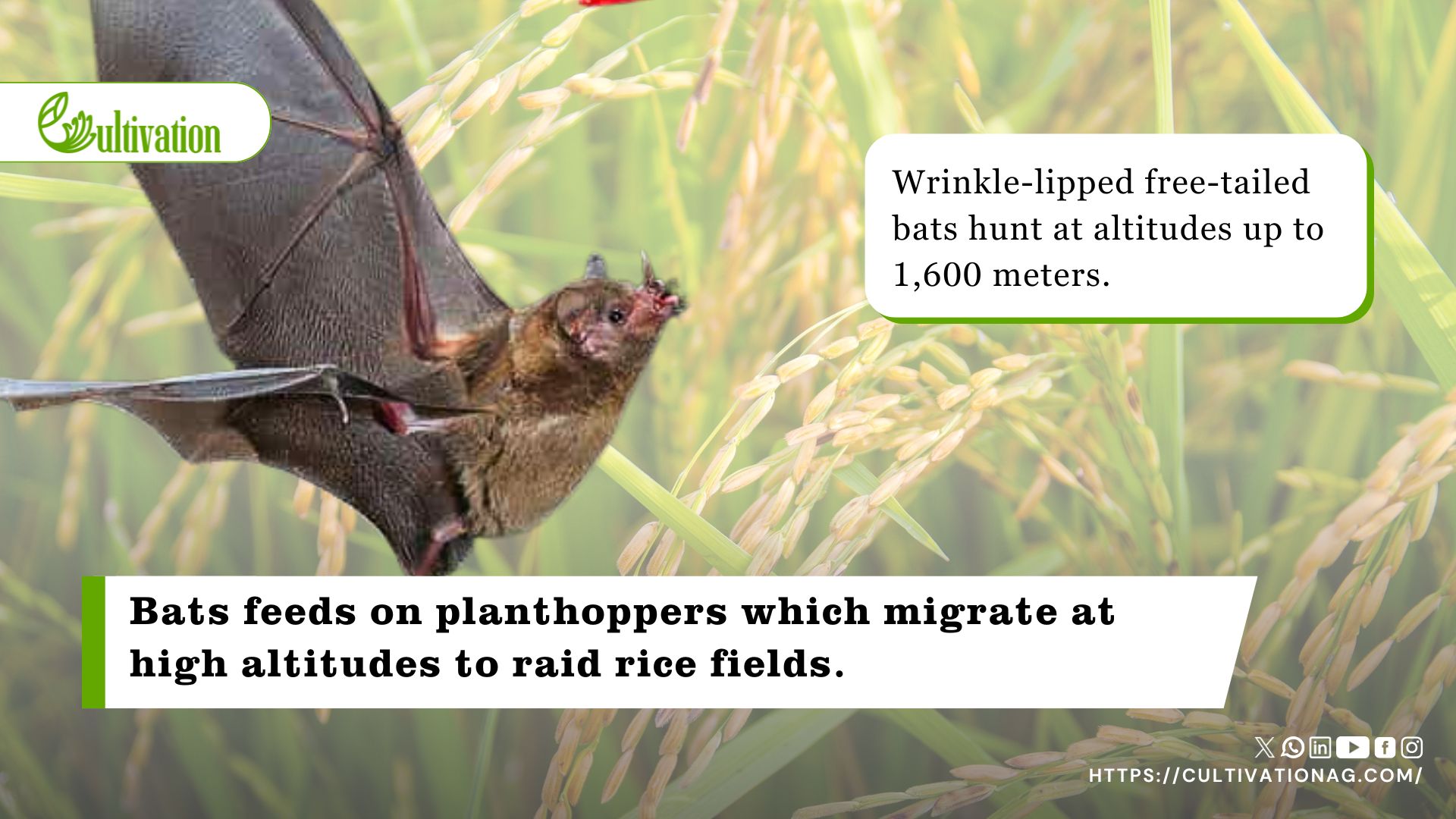 Bats Act As Natural Defenders Against Rice Crop Pests In Southeast Asia