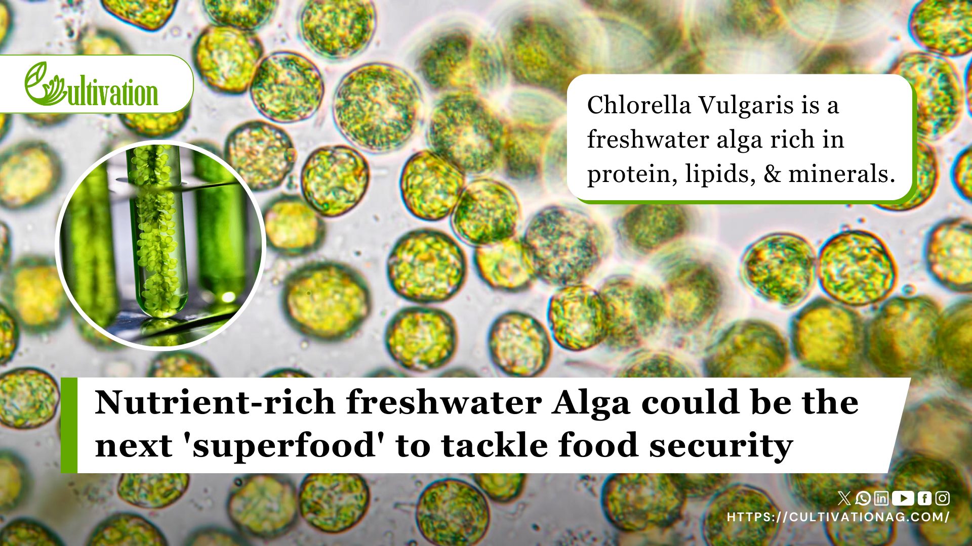 Chlorella The Green Superfood Of The Future Could Solve Food Security