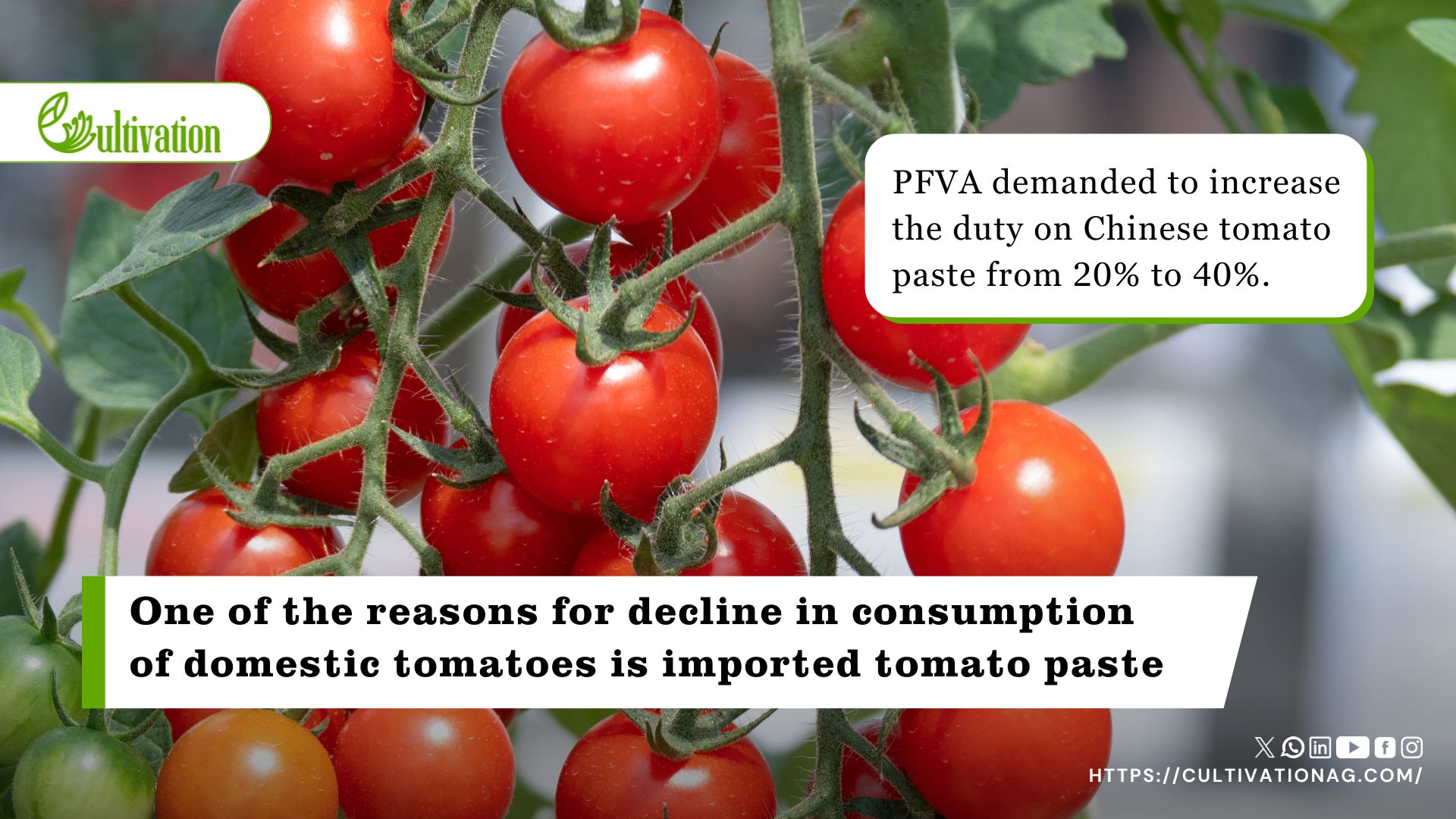 PFVA Pushes for Increased Import Duty to Protect Local Tomato Farmers