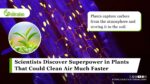 Scientists Discover Superpower in Plants That Could Clean Air Faster And Store More Carbon