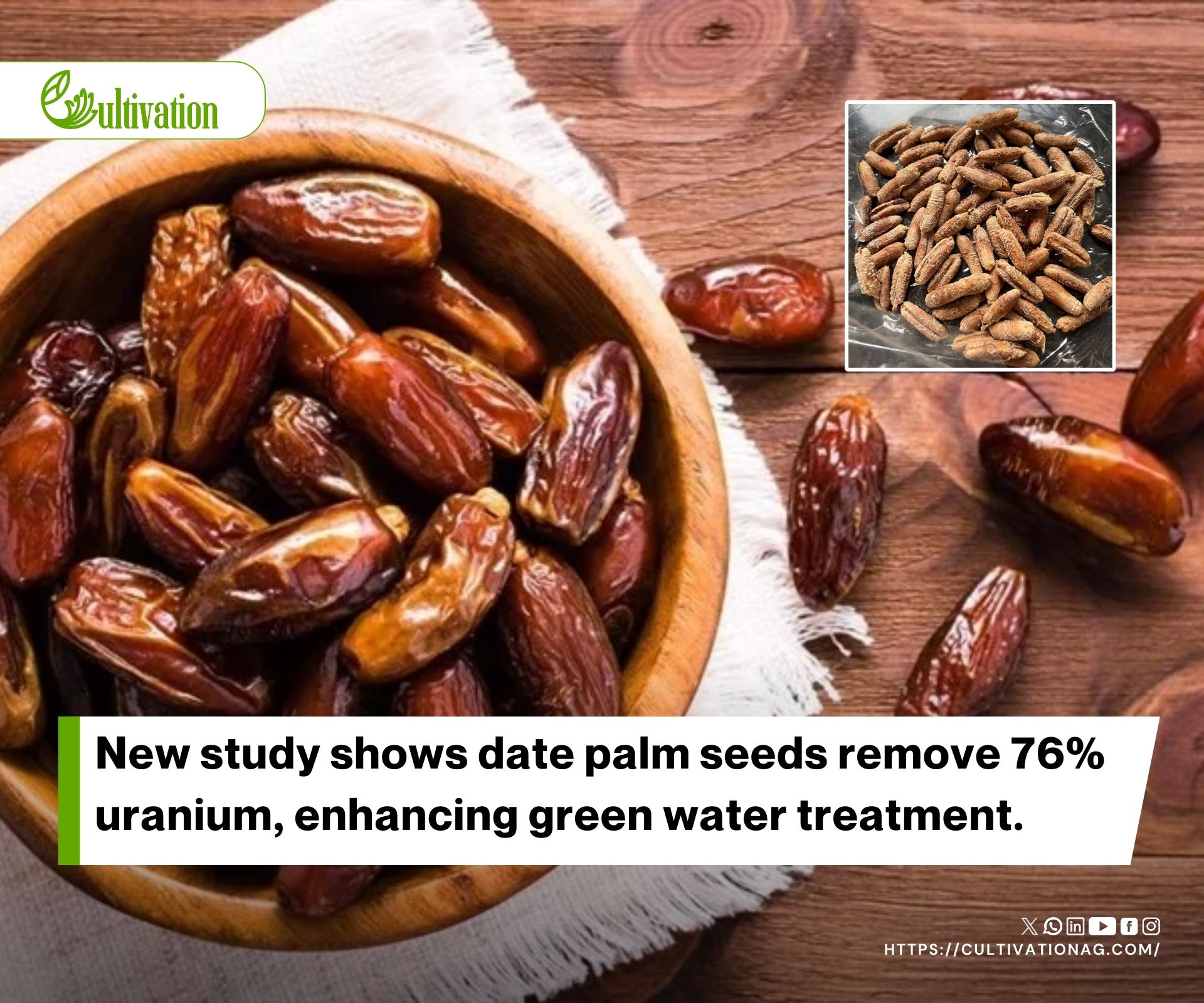 Date Palm Seed Biomass Achieves Efficient Uranium Capture from Water for Green Remediation