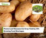 Early Potato Disease Detection Using Artificial Intelligence Attention Mechanisms