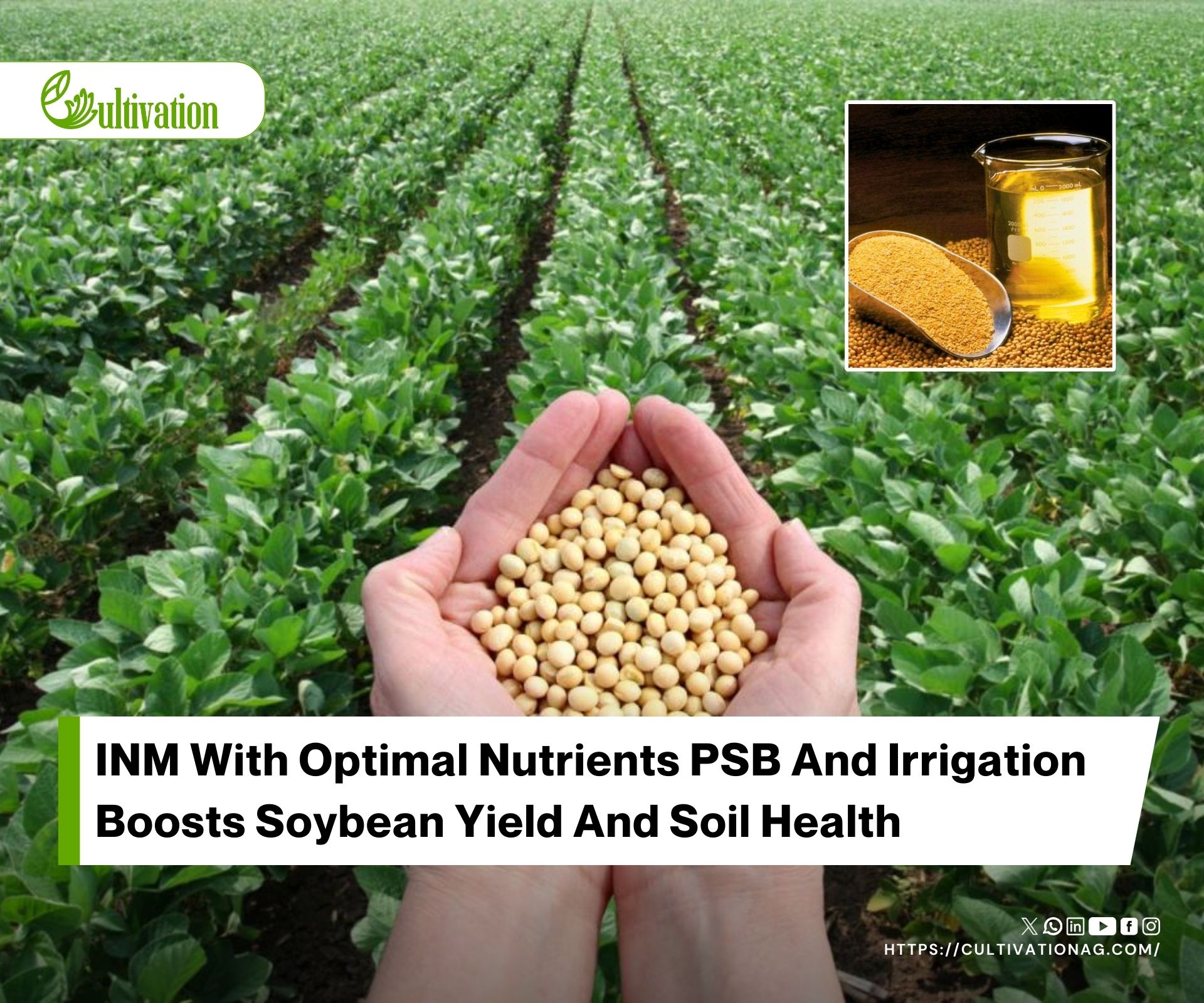 Enhancing Soybean Yield and Oil Quality with Phosphorus, Potassium, and Irrigation Management