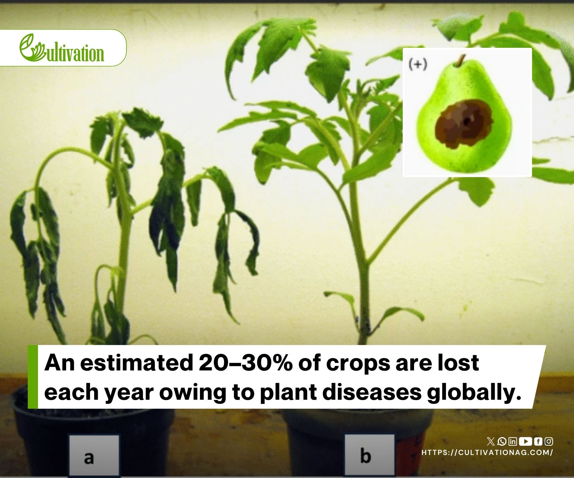 Harnessing Antimicrobial Peptides' Power in Eco-Friendly Pest and Disease Control