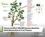 Natural Tetraploidization Alters Growth and Metabolism in Citrus Changshan Huyou