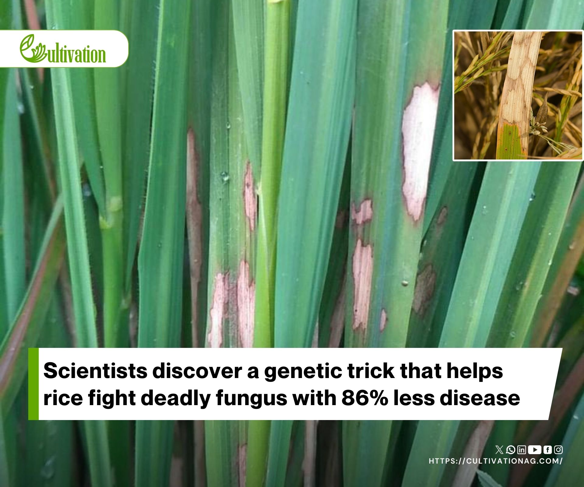 New Rsn2 Genetic Region Identified to Enhance Fungal Tolerance in Rice