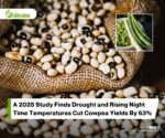 Physiological Responses of Cowpea to Drought and High Night Temperatures