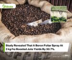 Strategic Boron Fertilization for Optimized Jute Yield and Quality