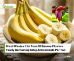 Sustainable Green Extraction of Thermostable Antioxidants from Banana Flower Waste