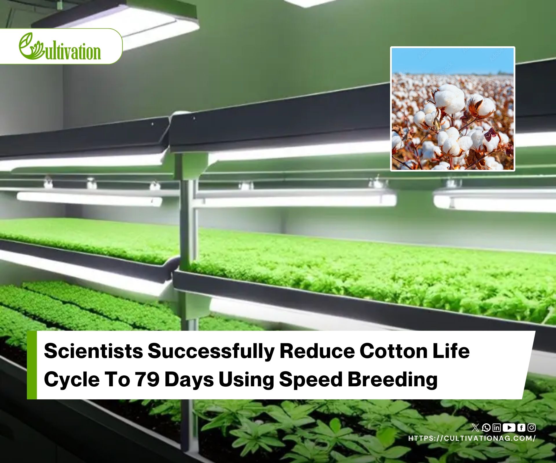The Future Of Cotton Farming Speed Breeding Achieves Five Generations Per Year