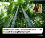 Artificial Intelligence in Bamboo Breeding for Eco-Friendly Plastic Substitutes