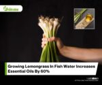Lemongrass in Soilless Systems Shows Superior Nutrient Uptake, Water Efficiency and Composition