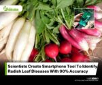 Real-World Smartphone Image Dataset for Recognizing Radish Leaf Diseases
