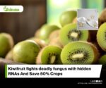 Transcriptomic Study Identifies lncRNAs in Kiwifruit Defense Against Botrytis cinerea