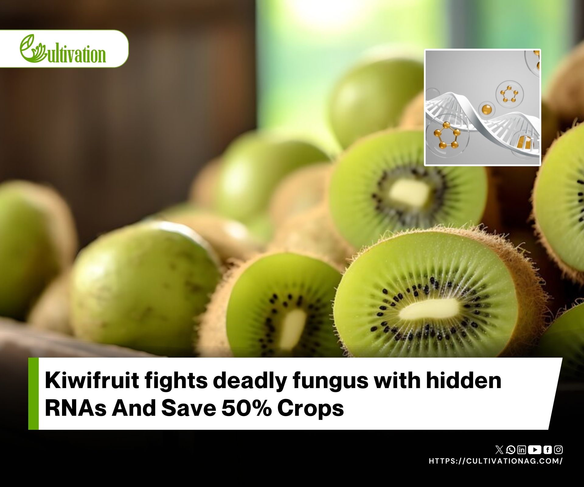 Transcriptomic Study Identifies lncRNAs in Kiwifruit Defense Against Botrytis cinerea